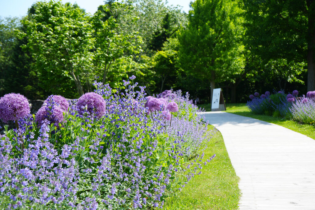 ディープインパクトゲートへの道沿いに咲くアリウムと青い花の花壇