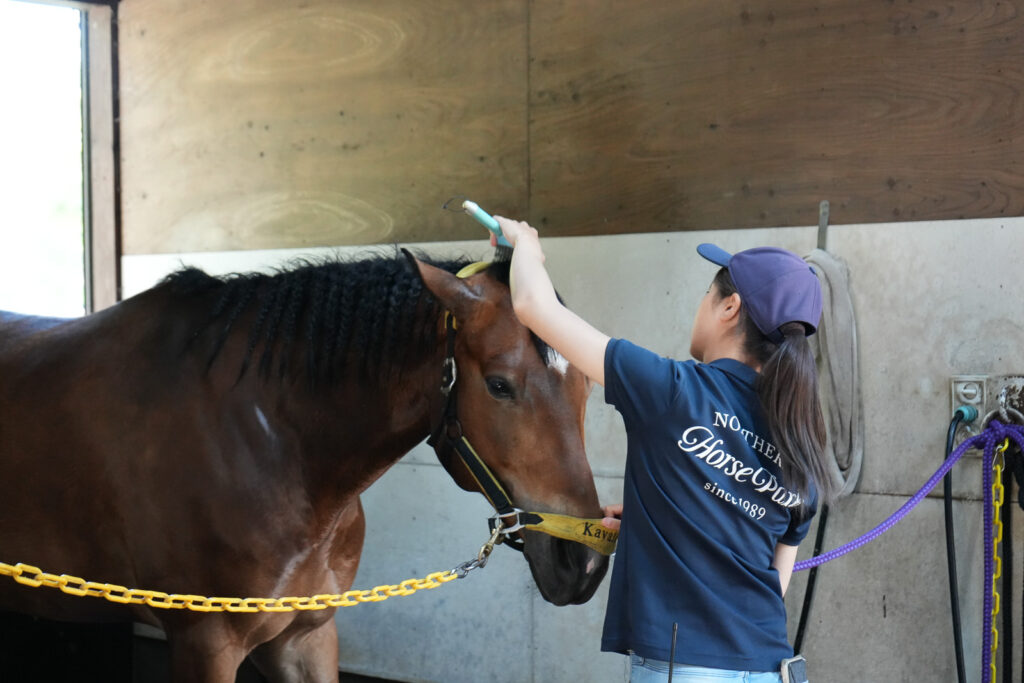 ノーザンホースパークでスタッフが馬のたてがみを手入れ