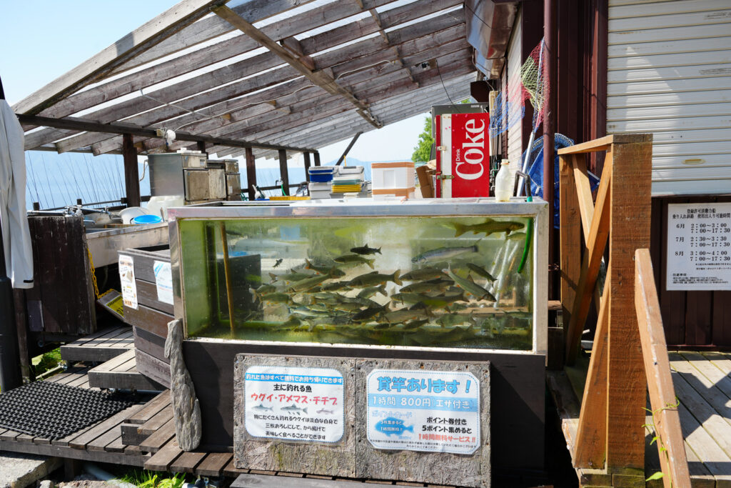 ポロピナイ釣り桟橋の水槽にチップ・アメマスが泳ぐ様子