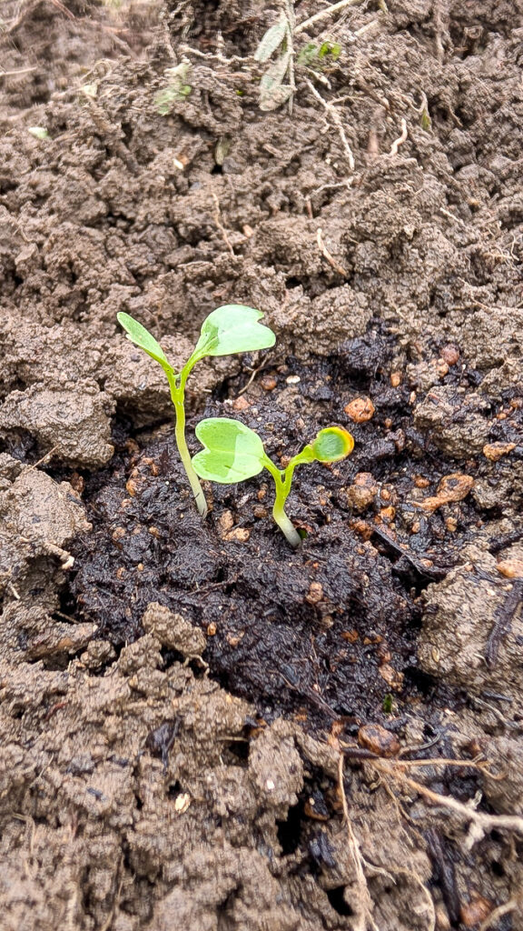 ポット育ちの大根の子葉苗・植え付け前の状態