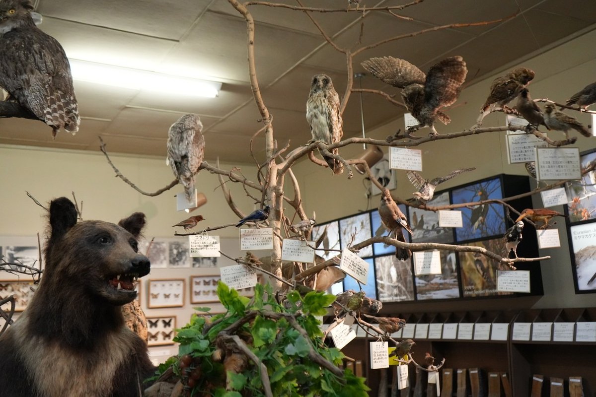 博物館の展示室に並ぶクマとフクロウなど野鳥の剥製標本