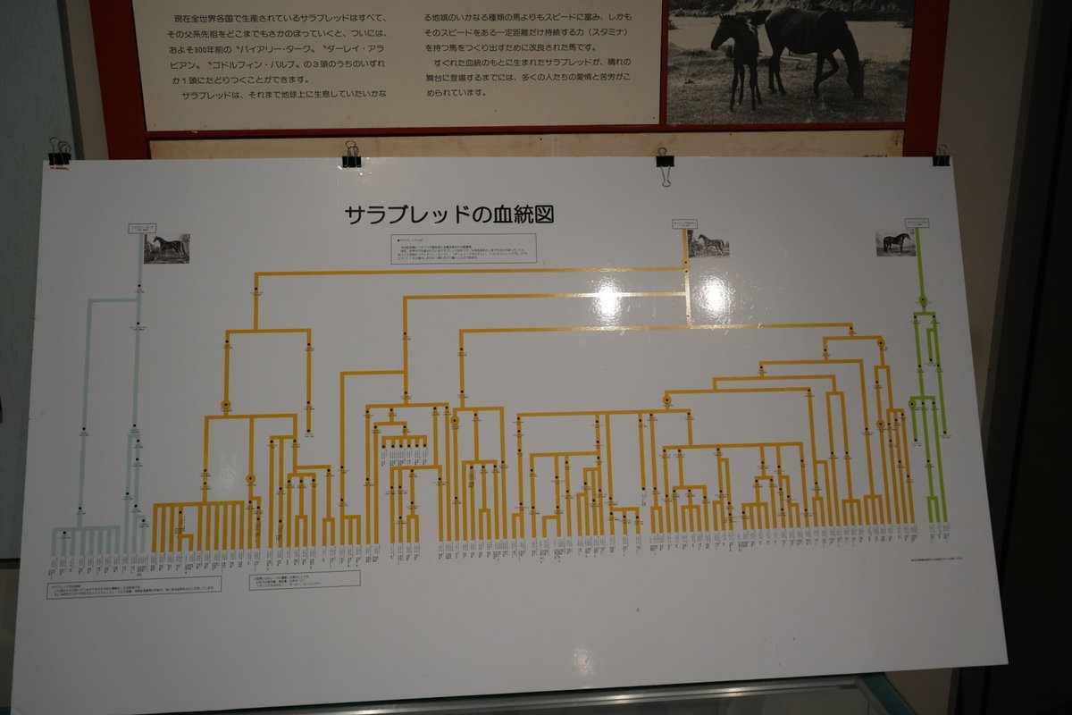 博物館に展示されたサラブレッドの血統図パネル。黄色と緑色の線で家系が複雑に描かれている。
