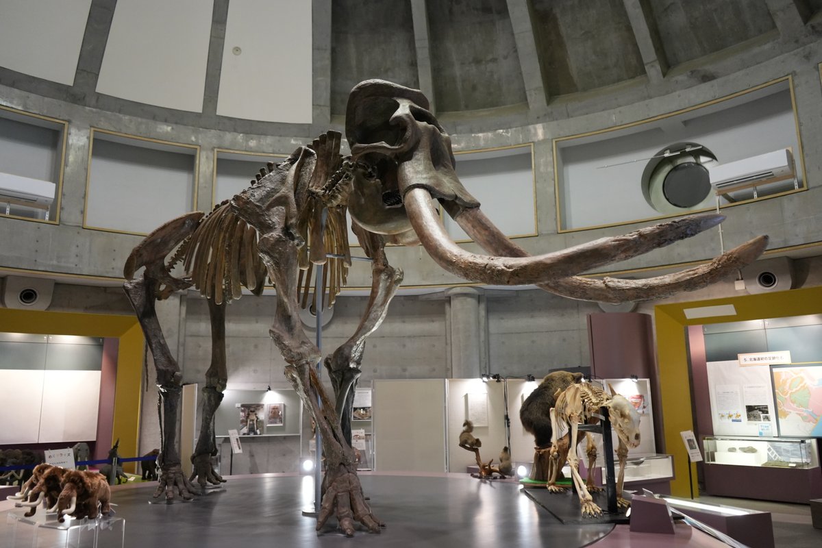 博物館に展示されたマンモスの全身骨格標本。長い湾曲した牙が特徴的で、吹き抜けの展示ホールに展示されている。